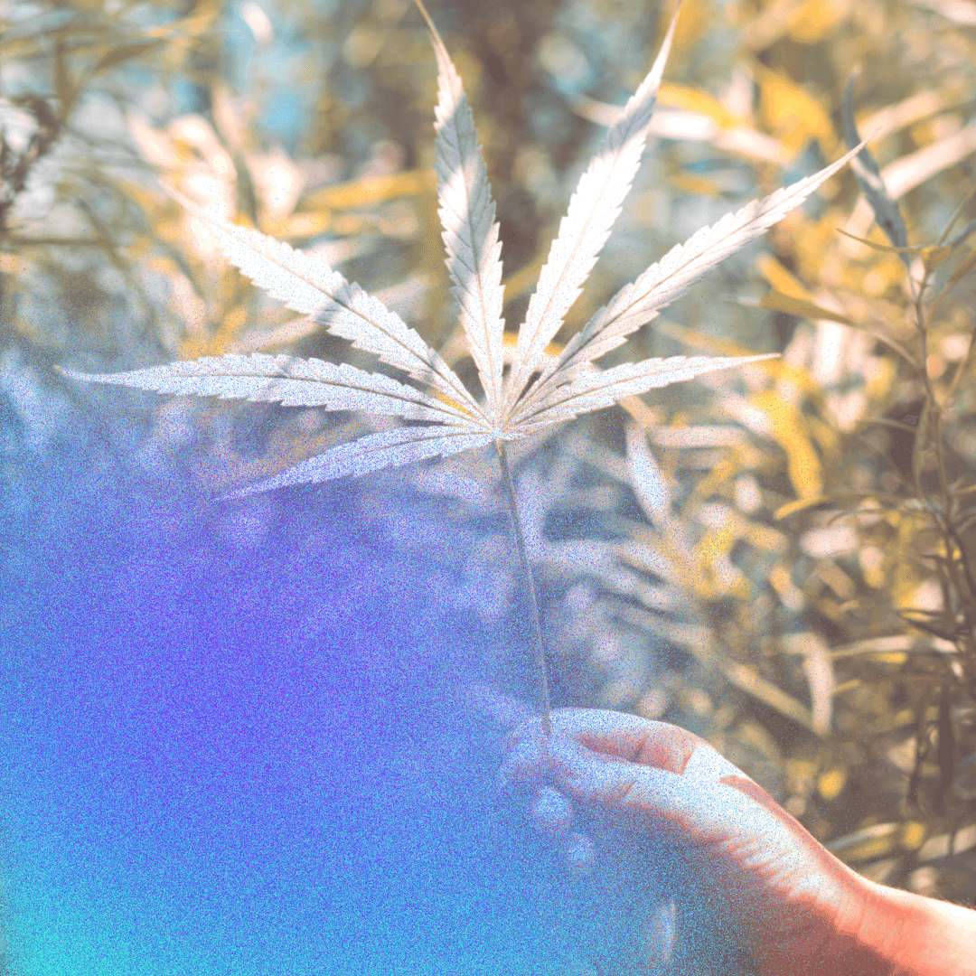 5F The Impact Of Cannabis